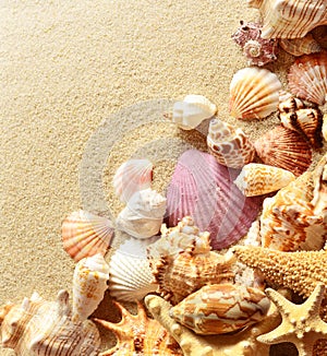 Sea shells with sand as background. Summer beach.