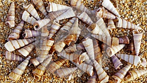 Sea shells on the sand at the beach