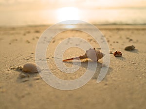 Sea shells on sand beach at sunset in summer day.