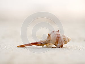 Sea shells on sand beach at sunset in summer day