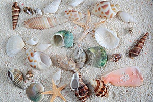 Sea Shells on Sand photo