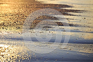 Sea shells on sand during golden sunset.