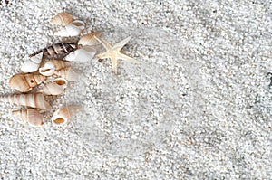 Sea shells on the sand