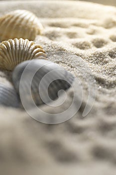 sea shells in the sand, macro shallow depth of field