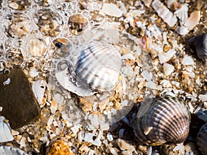Sea shells, sand and rocks on the beach background