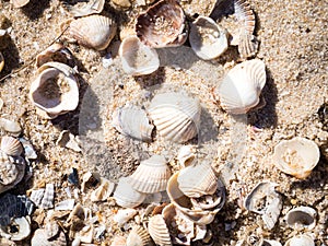 Sea shells, sand and rocks on the beach background