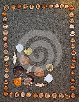 Sea shells on sand, Summer beach background,Seashells on a summer beach and sand as background, Sea shells, Travel, vacation conce