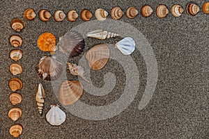 Sea shells on sand, Summer beach background,Seashells on a summer beach and sand as background, Sea shells, Travel, vacation conce