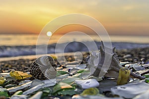 Sea shells on sand, Summer beach background,Seashells on a summer beach and sand as background, Sea shells, Travel, vacation conce