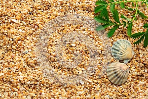 Sea shells on sand. Summer beach background. Top view