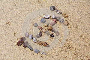 Sea shells on sand. Summer beach background. Top view Thailand