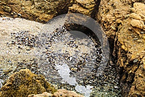 Sea shells in the sand surrounded by rocks at Crescent Bay beach