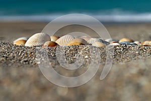 Sea shells, sand and turquoise water of Florida coast