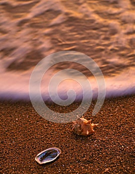 Sea shells on sandy beach 1