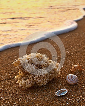 Sea shells on sandy beach