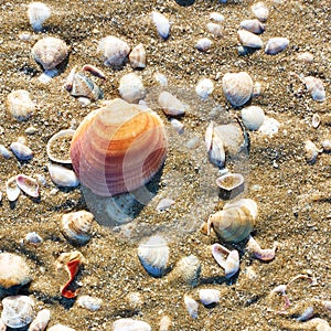 Sea shells on sandy beach