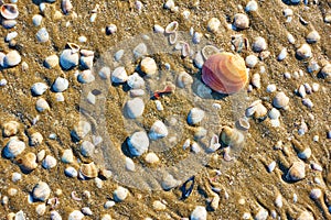 Sea shells on sandy beach