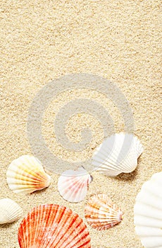 Sea shells on sandy beach. Summer background. Top view