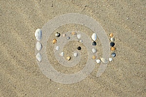 Sea shells on sandy beach. Summer sand background