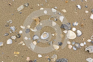 Sea Shells on a Sandy Beach