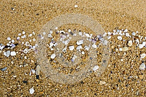 Sea Shells on a Sandy Shoreline