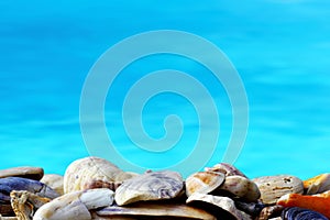 Sea shells with sea background
