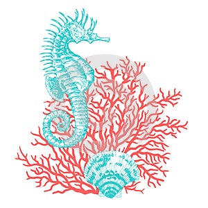 Sea shells, sea horse, corals