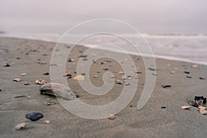 Sea Shells on the Sea Shore