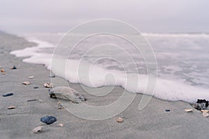 Sea Shells on the Sea Shore