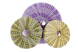 Sea shells of sea urchin Echinoidea isolated on white background