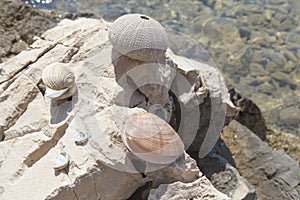 Sea shells and sea urchins, on the rock on sea coast