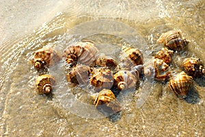 Sea shells in the sea water