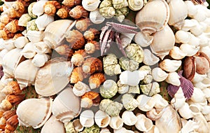 Sea Shells Seashells