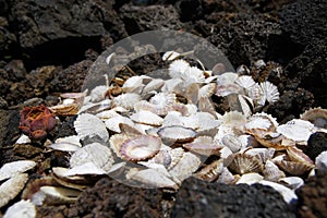 Sea Shells Seashells
