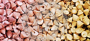Sea Shells Seashells. Sea shells from beach