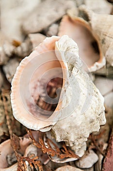 Sea Shells Seashells on beach
