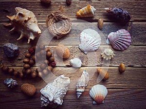 Sea shells and seashells on sand wood background