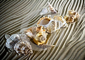 Sea Shells Seashells, sea shells from beach - panoramic - with l