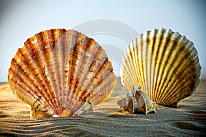 Sea Shells Seashells, sea shells from beach - panoramic - with l