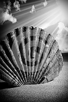 Il mare conchiglie il mare conchiglie Spiaggia panoramico 