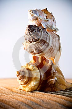 Sea Shells Seashells, sea shells from beach - panoramic - with l