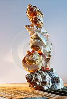 Sea Shells Seashells, sea shells from beach - panoramic - with l