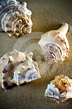 Sea Shells Seashells, sea shells from beach - panoramic - with l