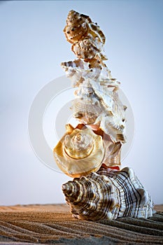 Sea Shells Seashells, sea shells from beach - panoramic - with l