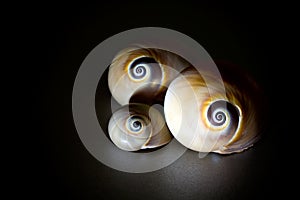 Sea Shells Seashells, sea shells from beach - panoramic - with l