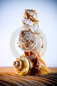 Sea Shells Seashells, sea shells from beach - panoramic - with l