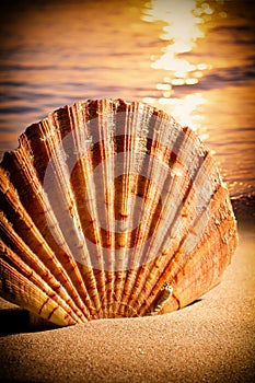 Sea Shells Seashells, sea shells from beach - panoramic - with l