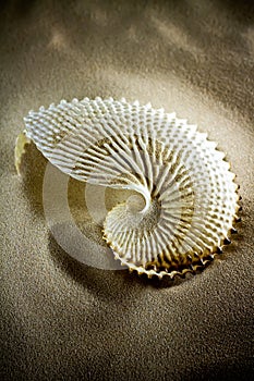 Sea Shells Seashells, sea shells from beach - panoramic - with l