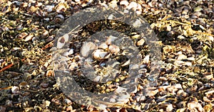 Sea shells and seaweed covering the beach