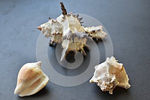 Sea shells and shell on a black background.
